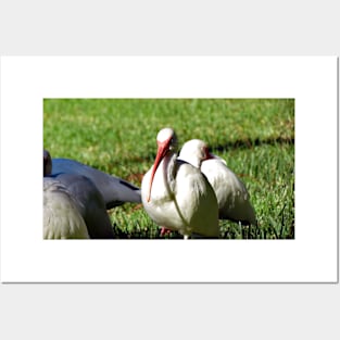 American White Ibis Posters and Art